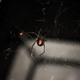 Illustration for article titled Shooting Challenge: Bugs Gallery (Part 1)